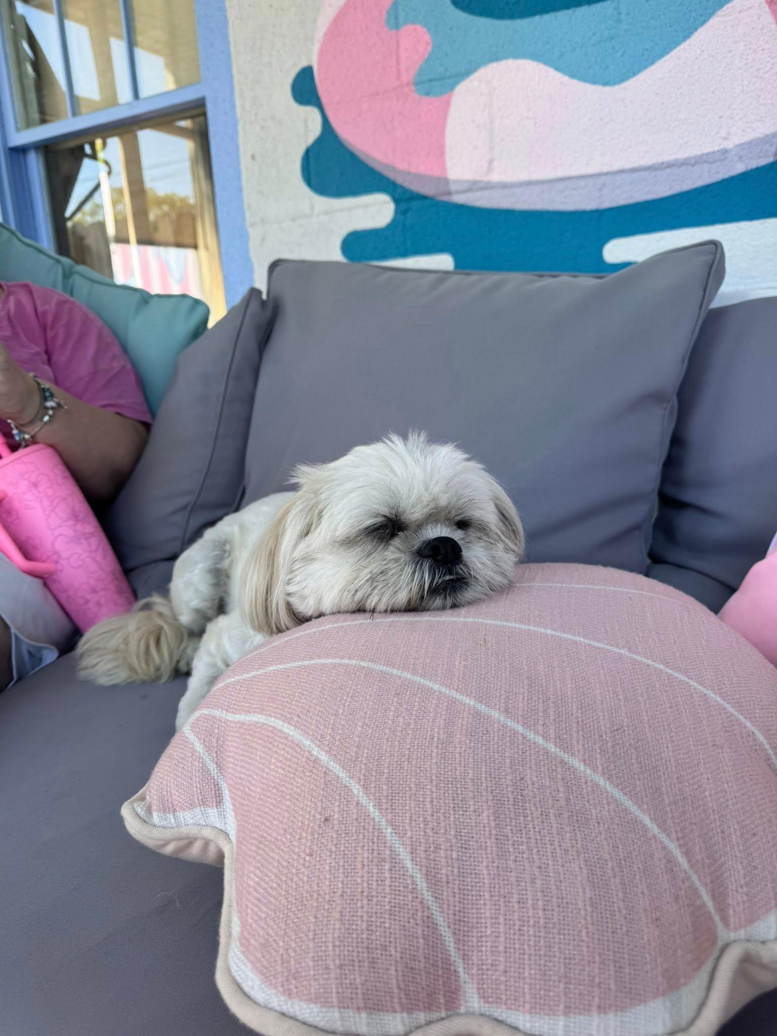 Pet Friendly
