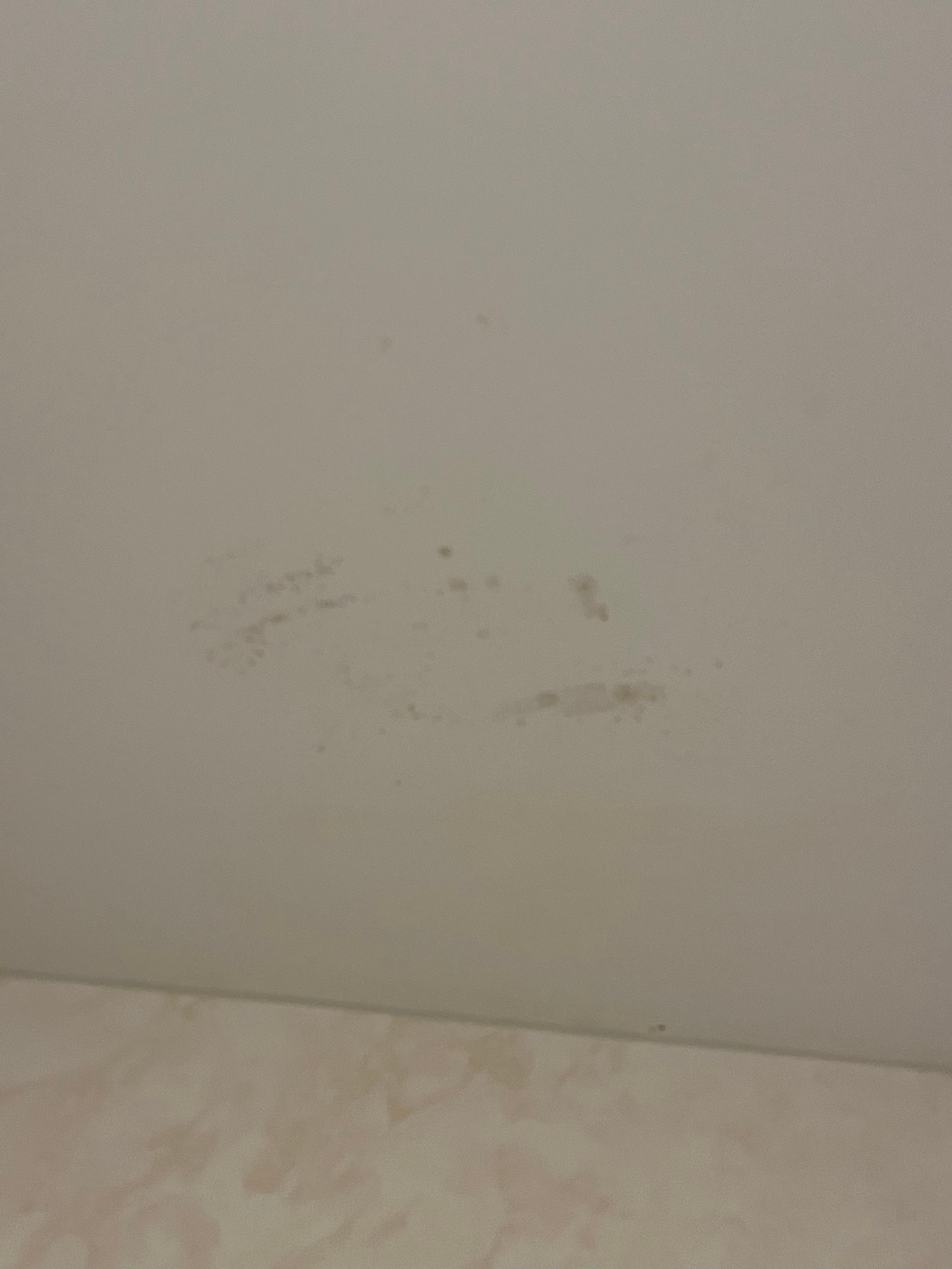 Mold on bathroom shower ceiling 