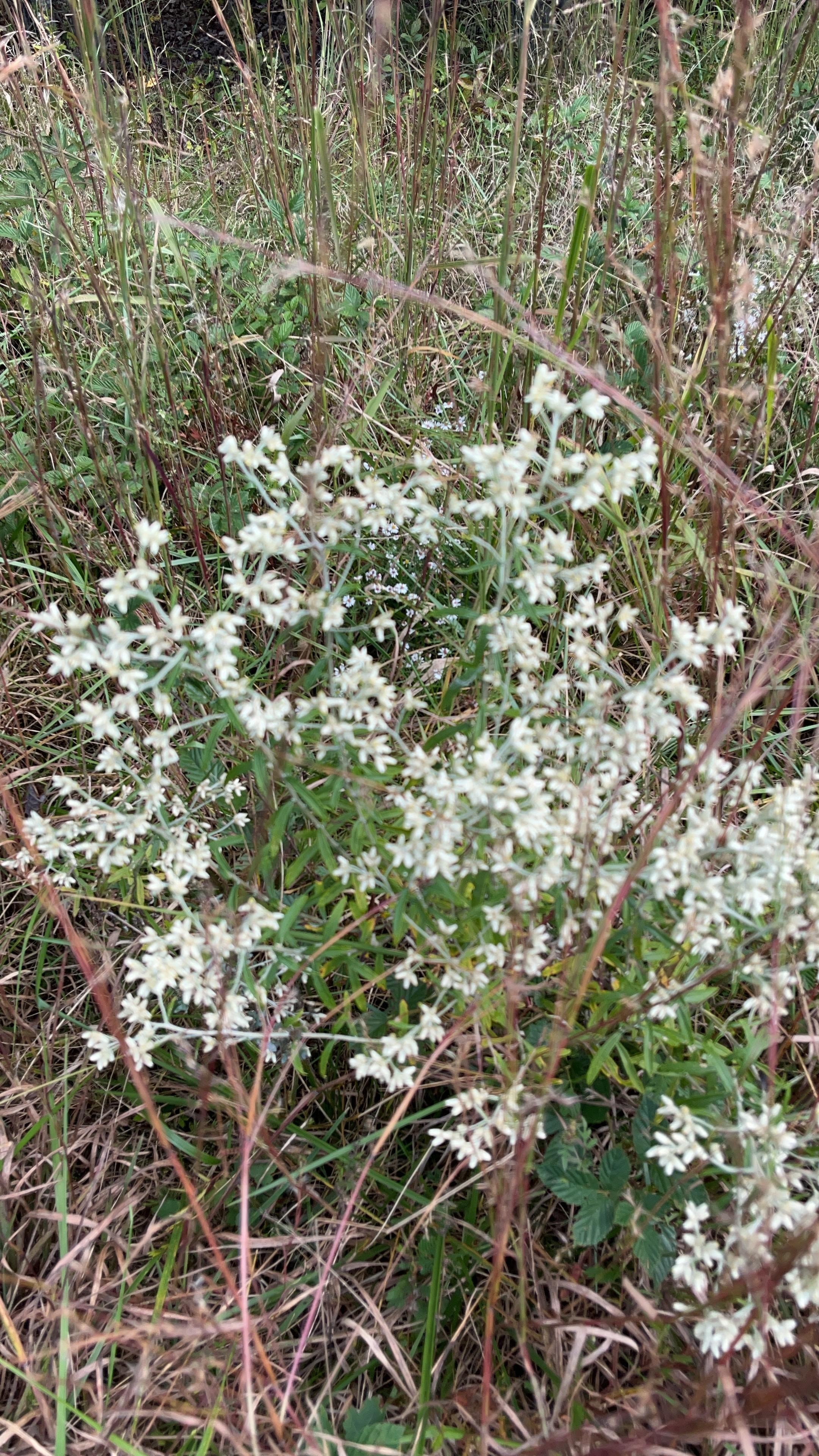 Boneset