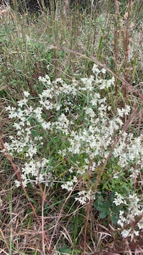 Boneset