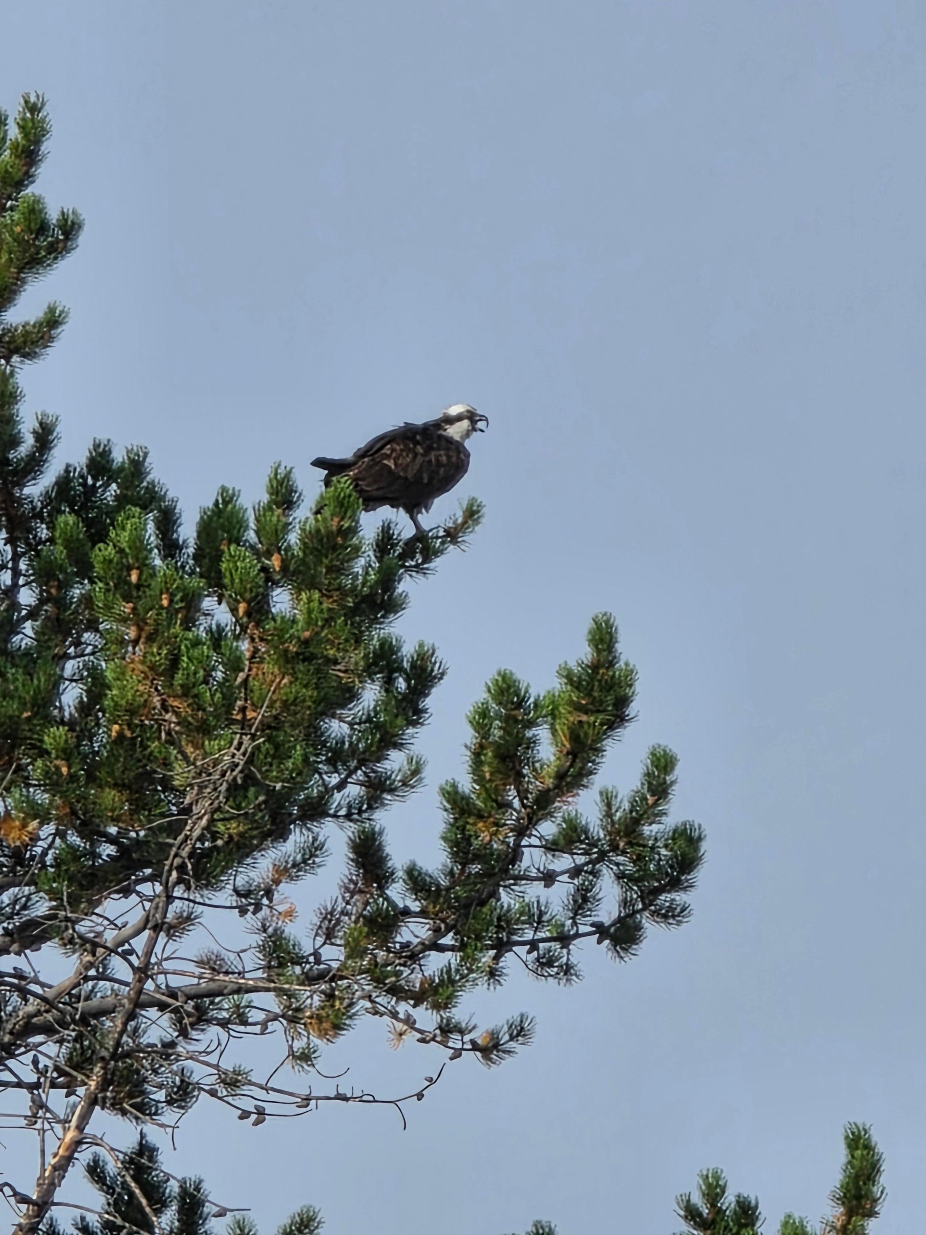 Osprey in the tree.
