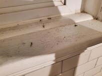 Bugs