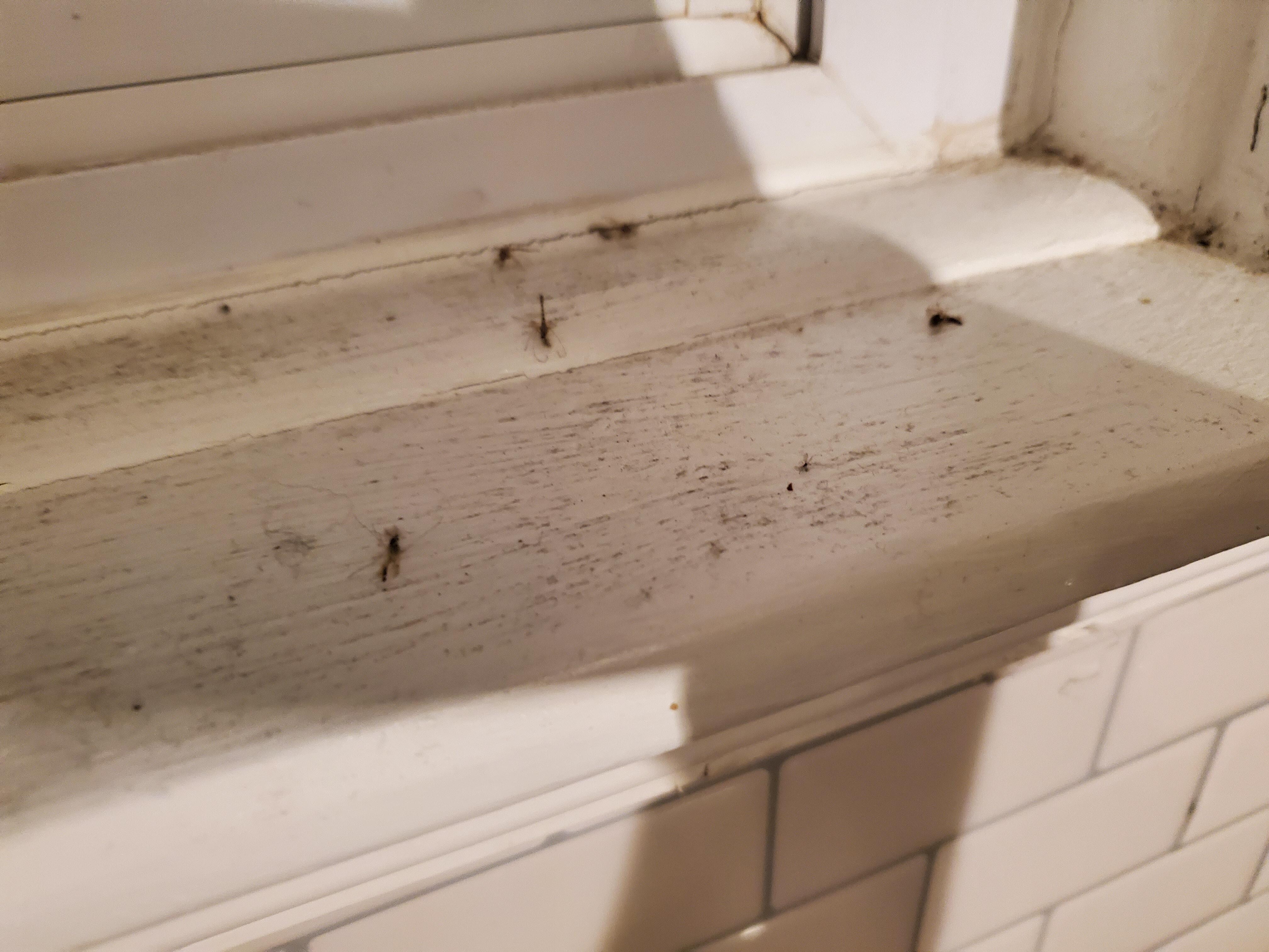 Bugs