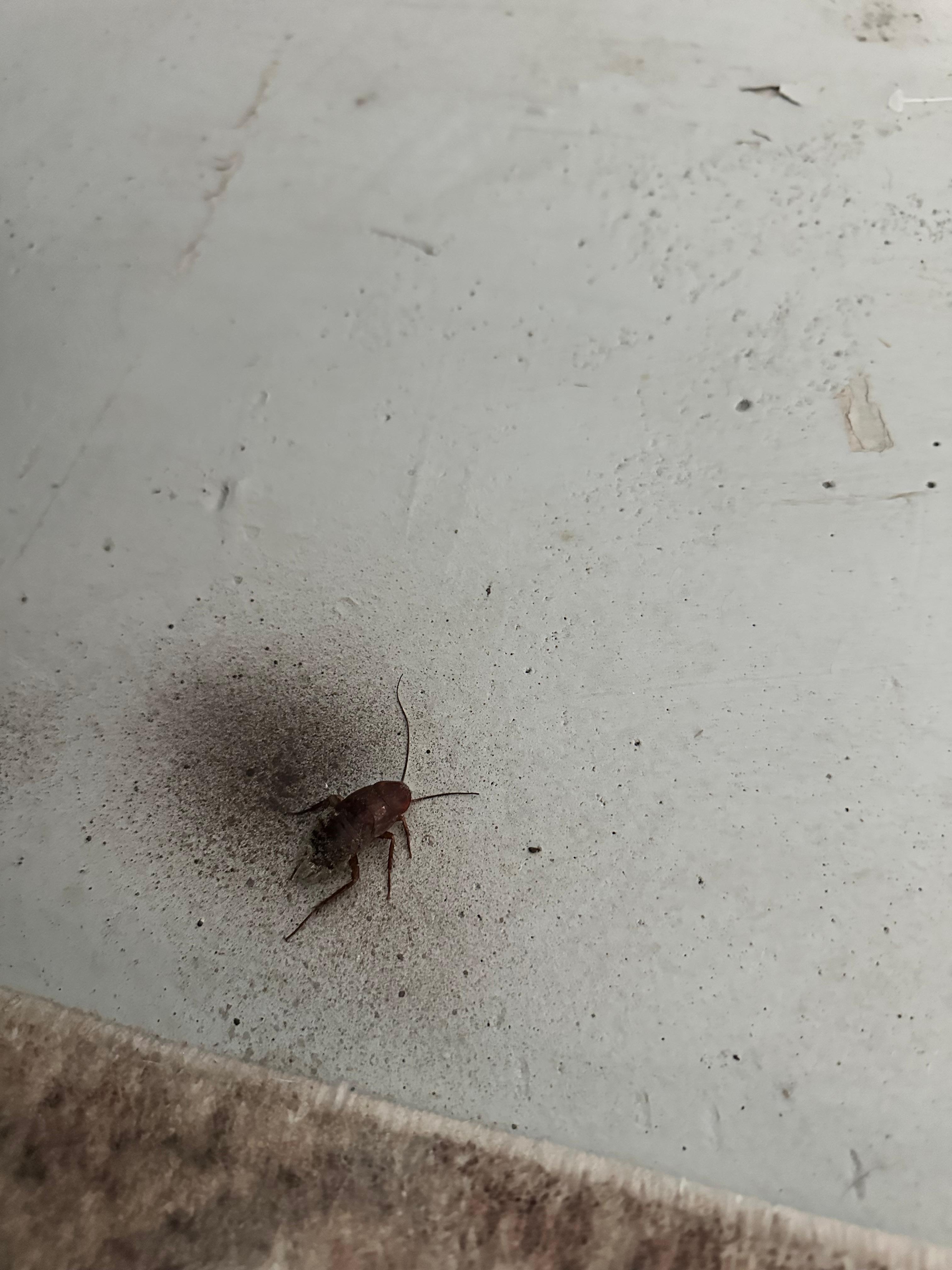 1 of many cockroaches found! Also why are they so big??? 