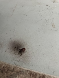 1 of many cockroaches found! Also why are they so big???
