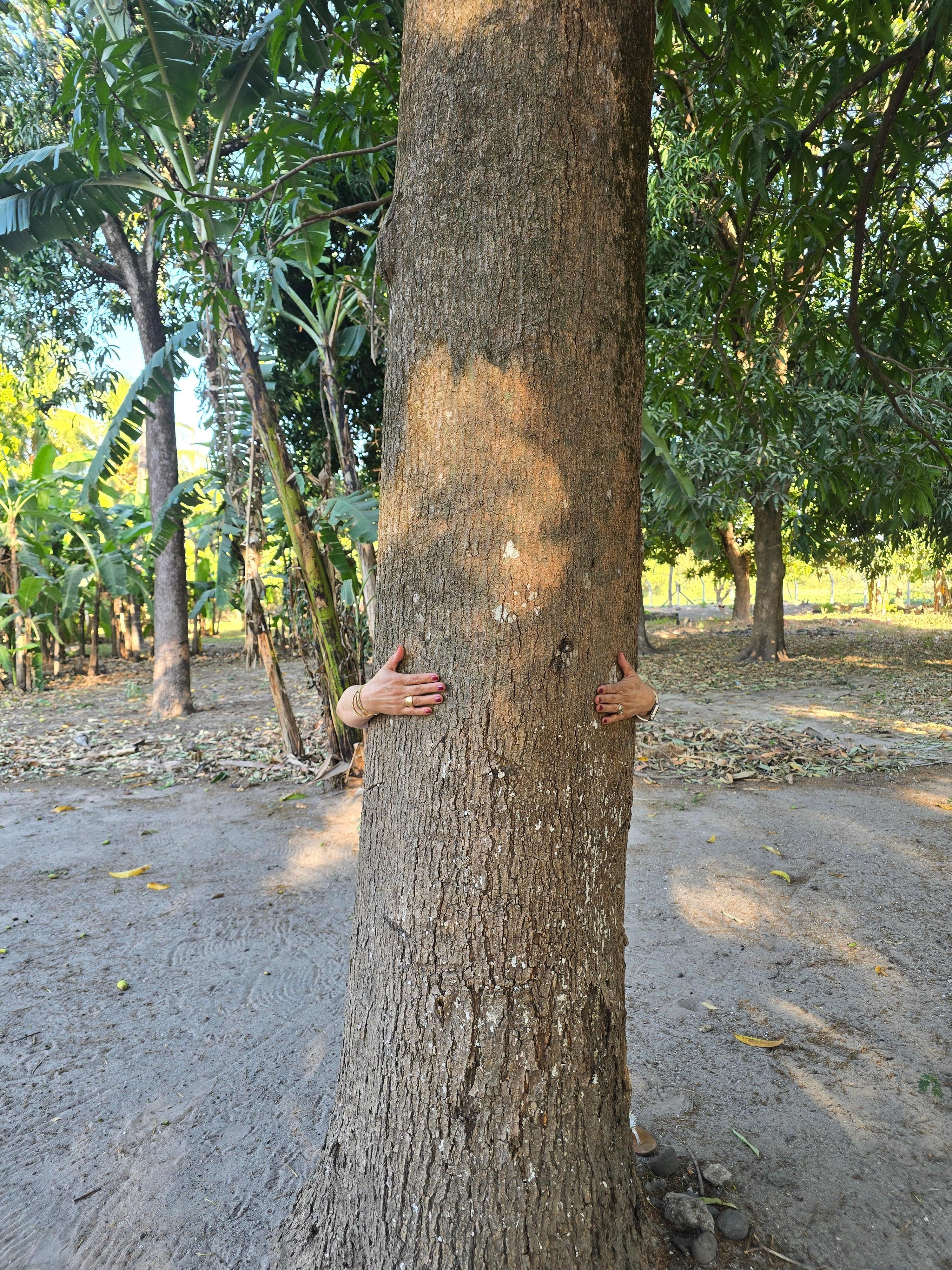 We loved the mango trees they brought us peace. 