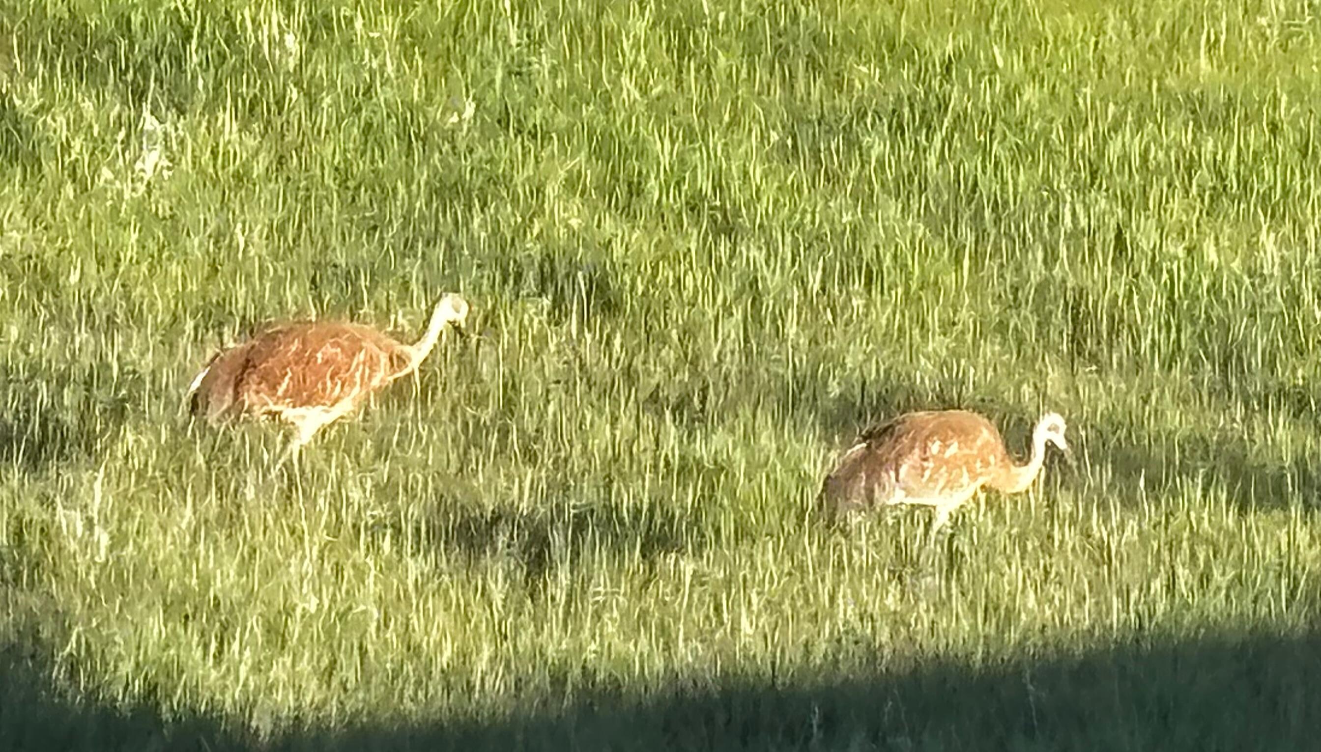 Sand Hill Cranes as seen from the deck.
