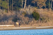 Another pony send from the porch