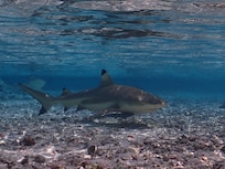Black-tip in the water right in front of our bungalow