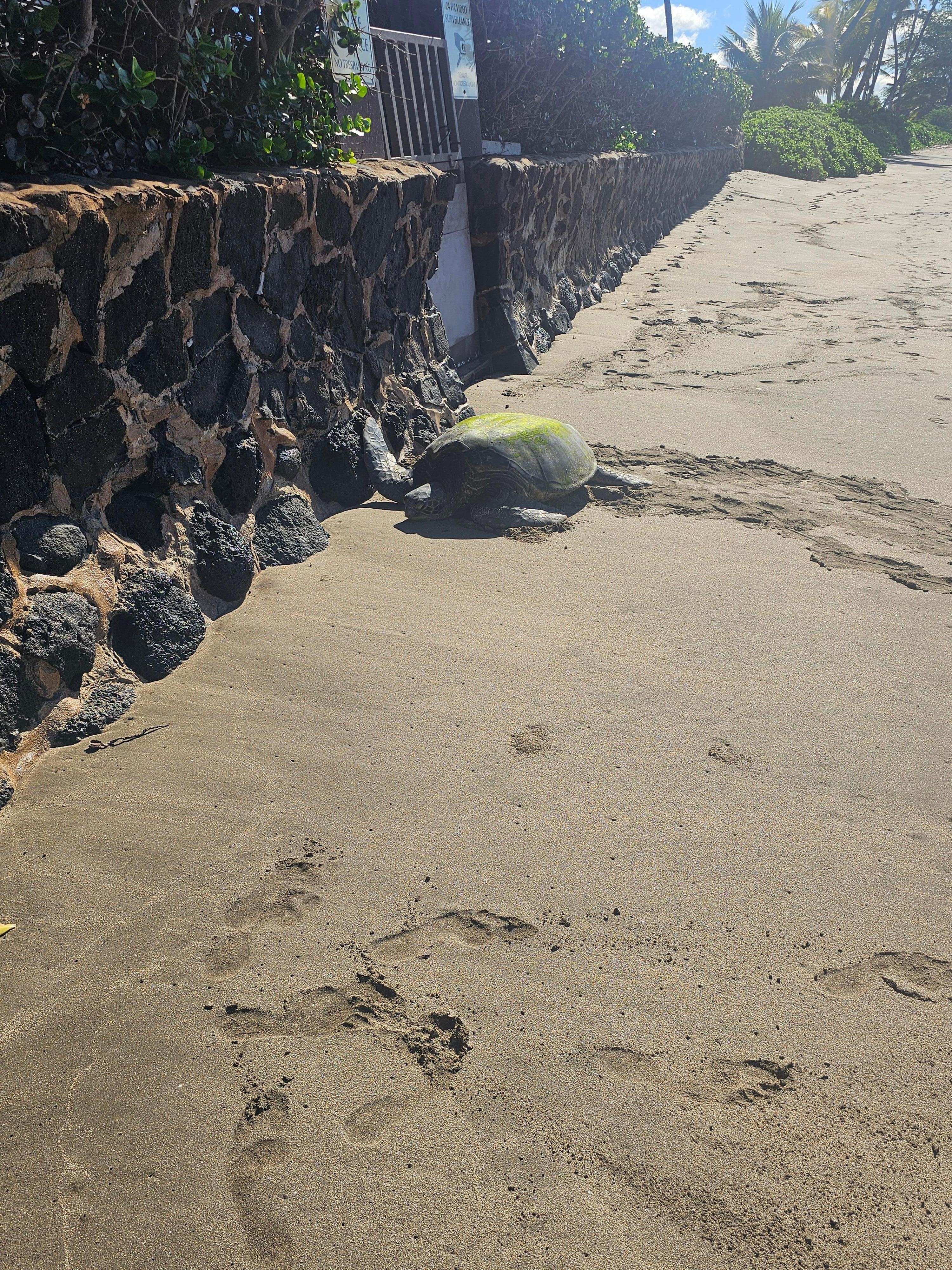 Local turtle hanging out on the beach