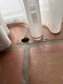 Dead roach by patio door.