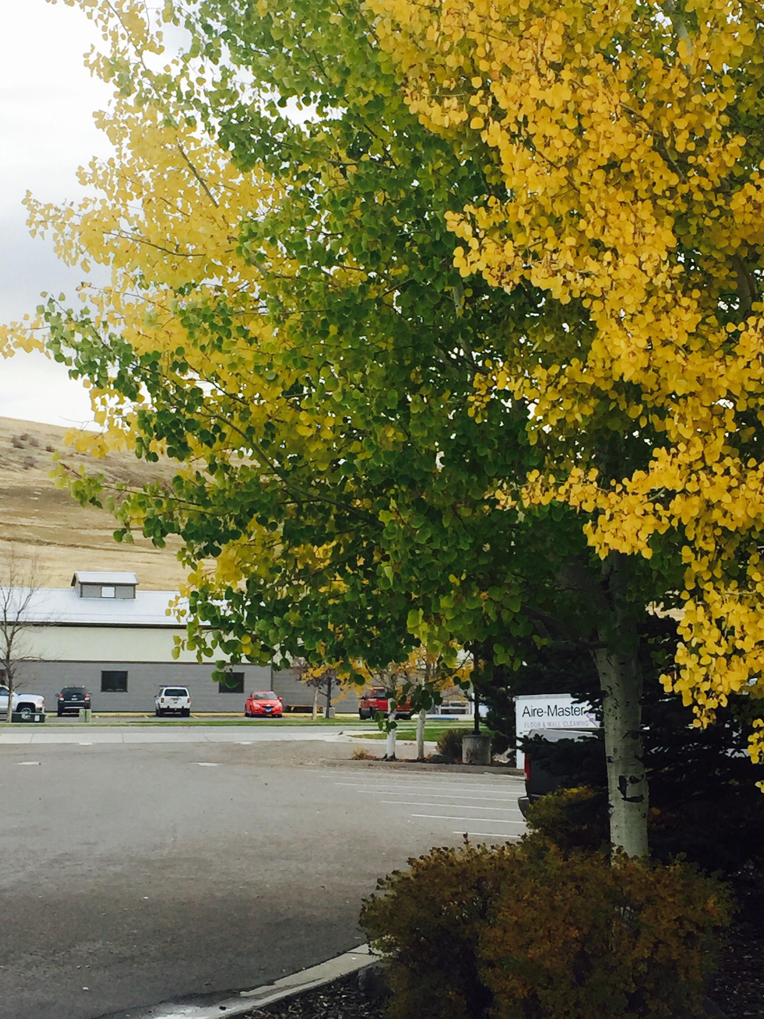 Aspen cloaked in Autumn colors