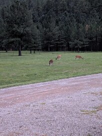 Mule deer grazing in the front of the cabins at sunrise