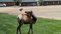 Elk annoyed with a magpie right in front of our cabin.