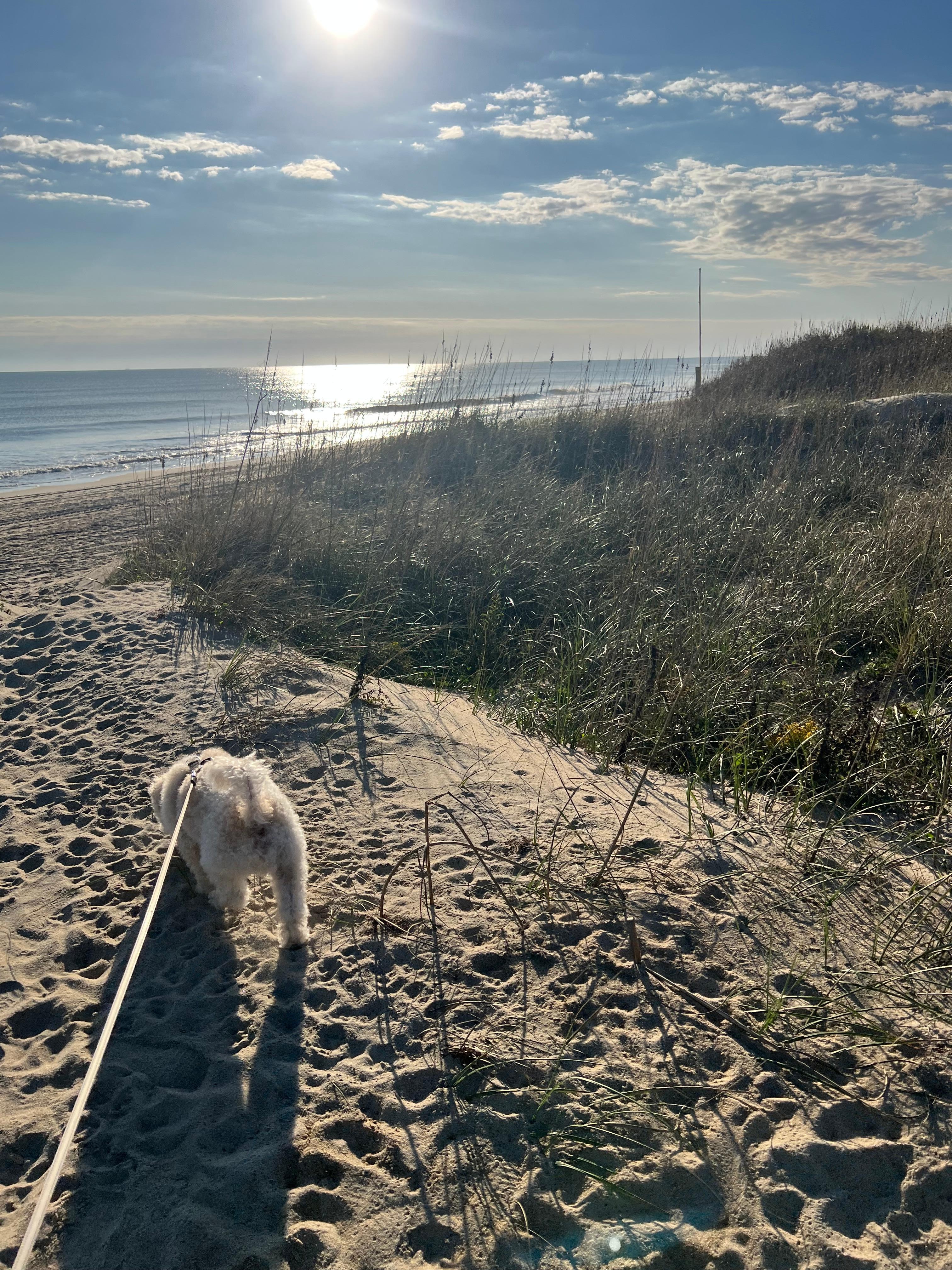 This is the dune in front of the house