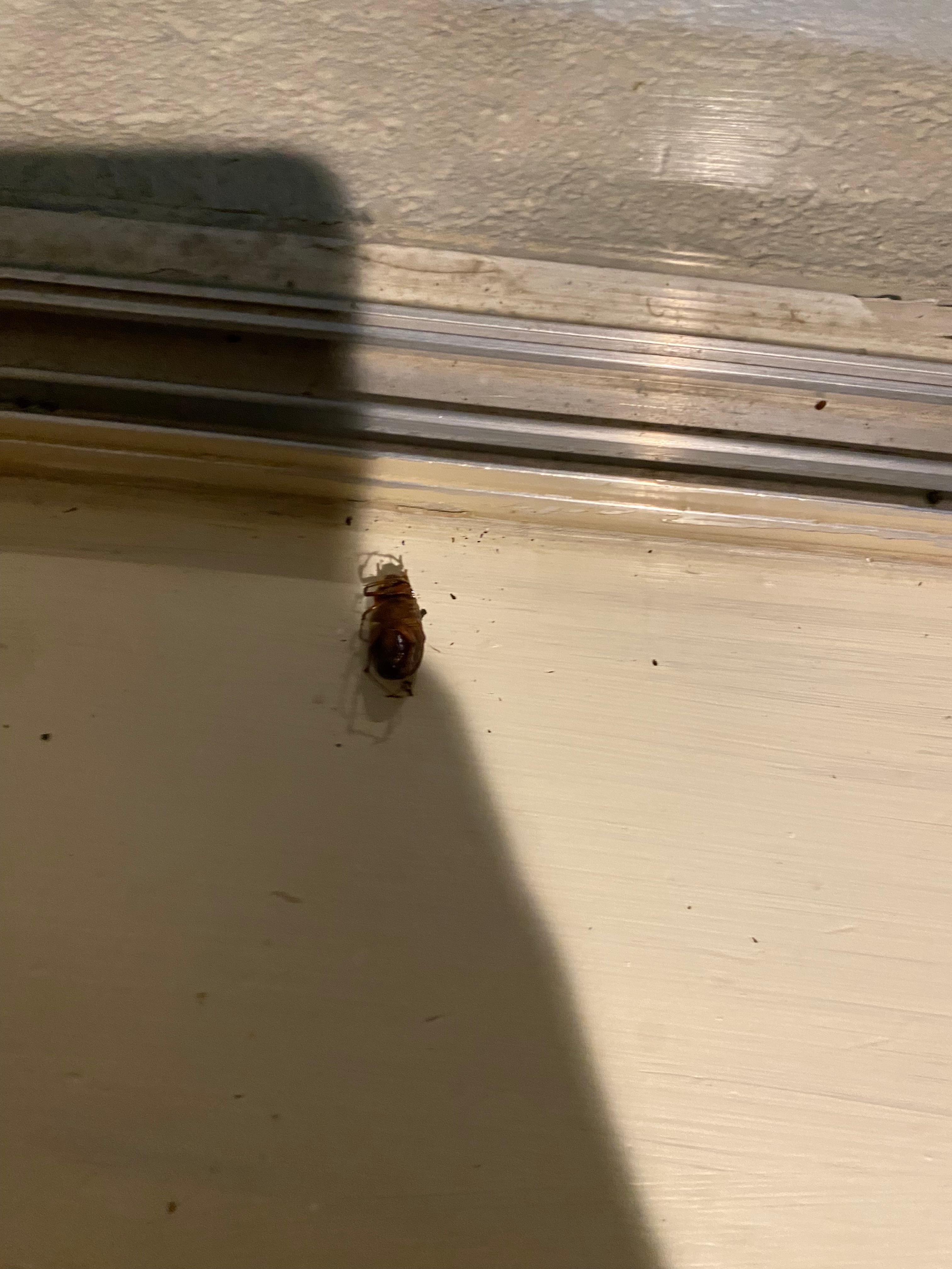 There were plenty of these in the room. They might be normal in such climate, but not in a paid room!