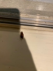 There were plenty of these in the room. They might be normal in such climate, but not in a paid room!