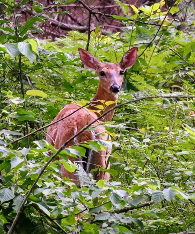 On 2 mile close to camp