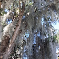 Charleston