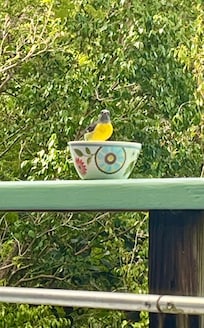 Bananaquit enjoying sugar on the deck