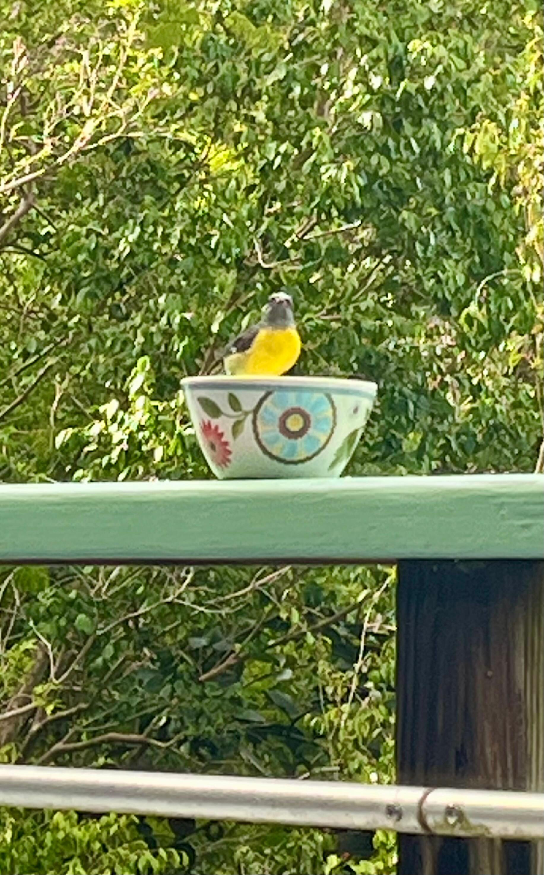 Bananaquit enjoying sugar on the deck