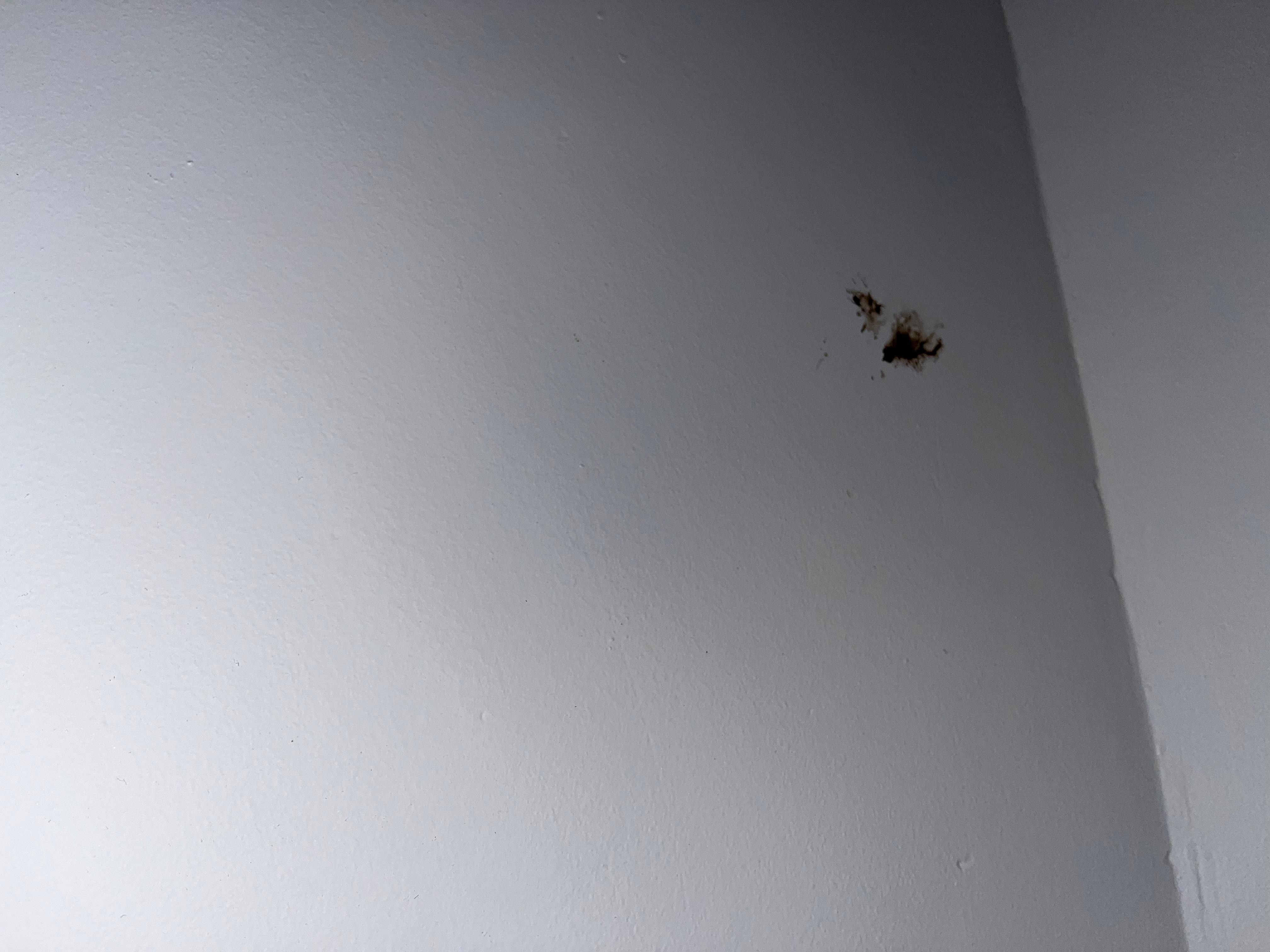 squished bugs on the walls