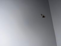 squished bugs on the walls