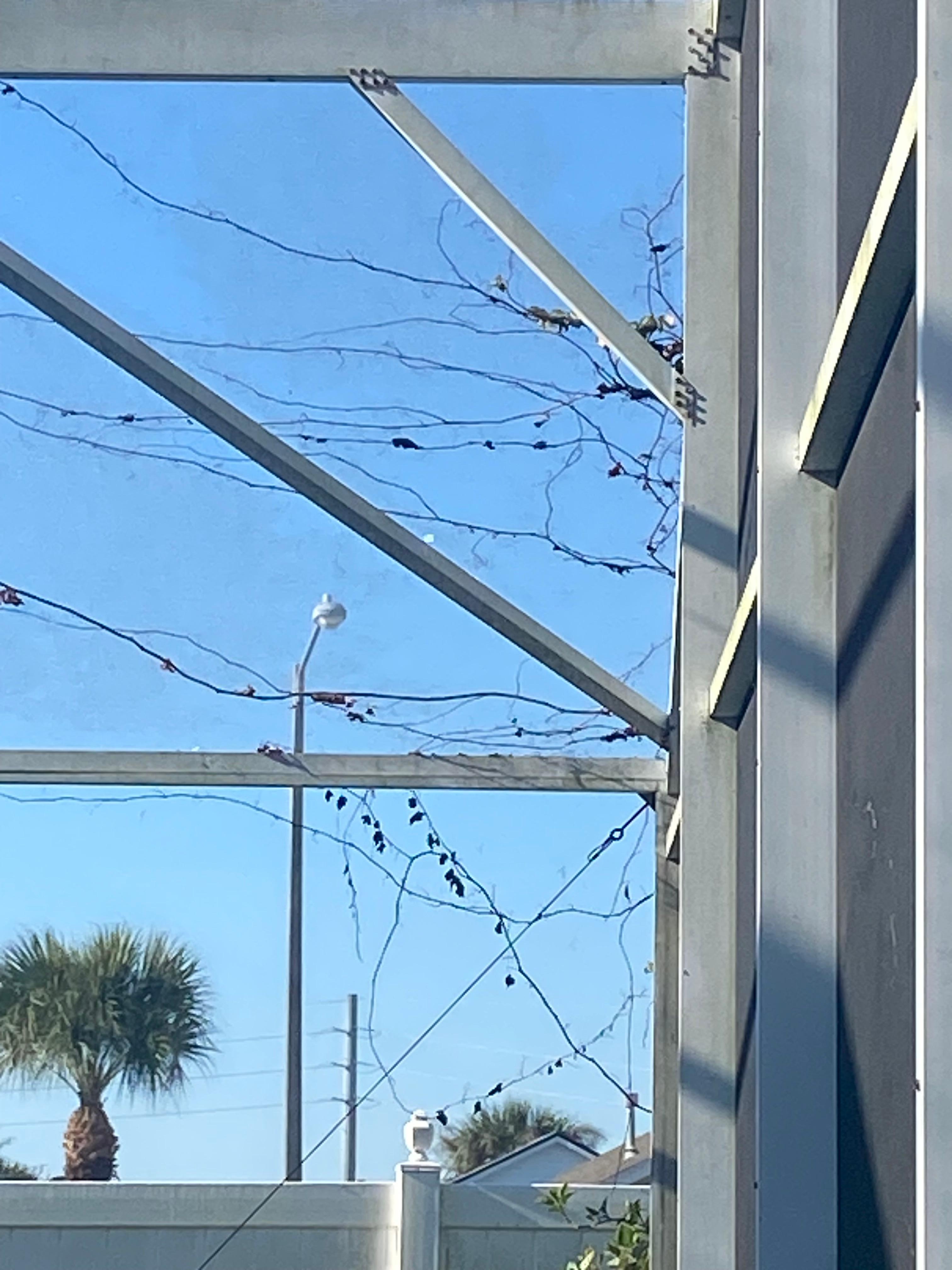 Dead vines and green mold