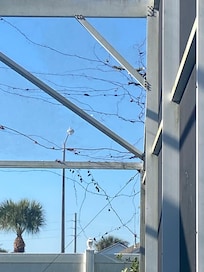 Dead vines and green mold