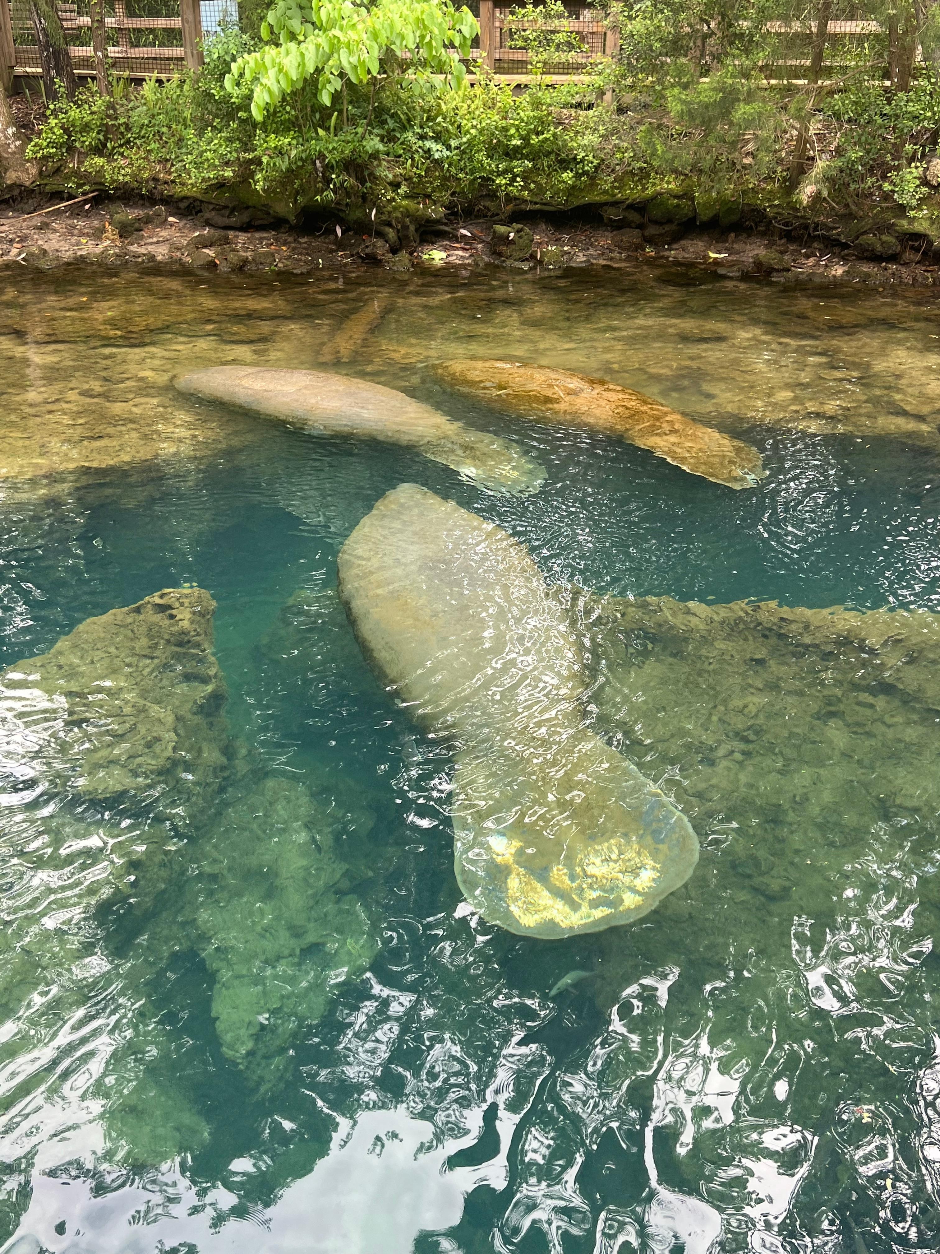 Homosassa Springs Manatee underwater viewing also 