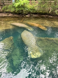 Homosassa Springs Manatee underwater viewing also