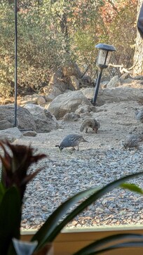 Wild turkeys that visited often in the morning.
