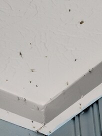 Bugs congregating over lamp