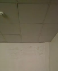 mold on walls