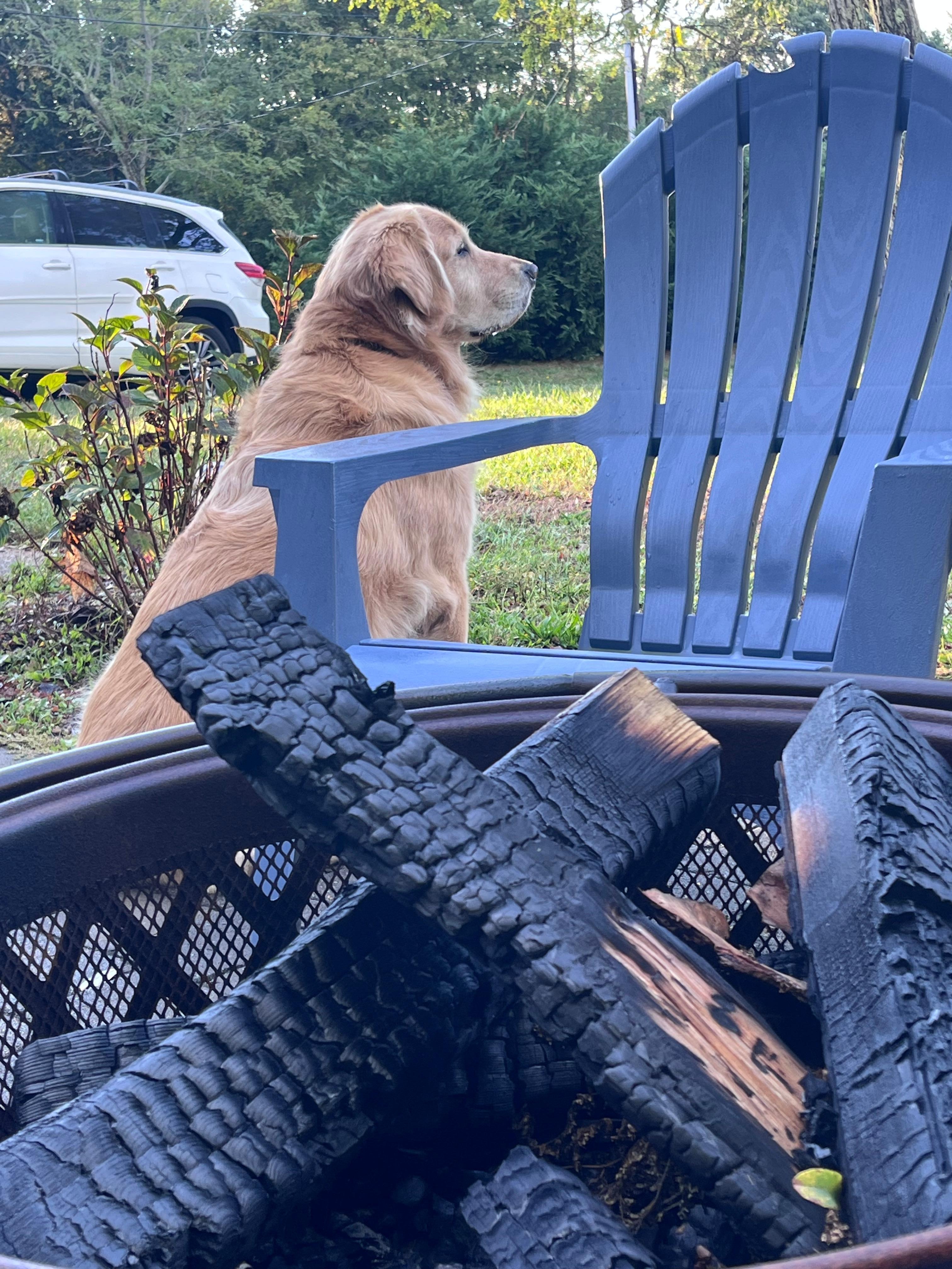 Koda our golden retriever enjoyed his stay 