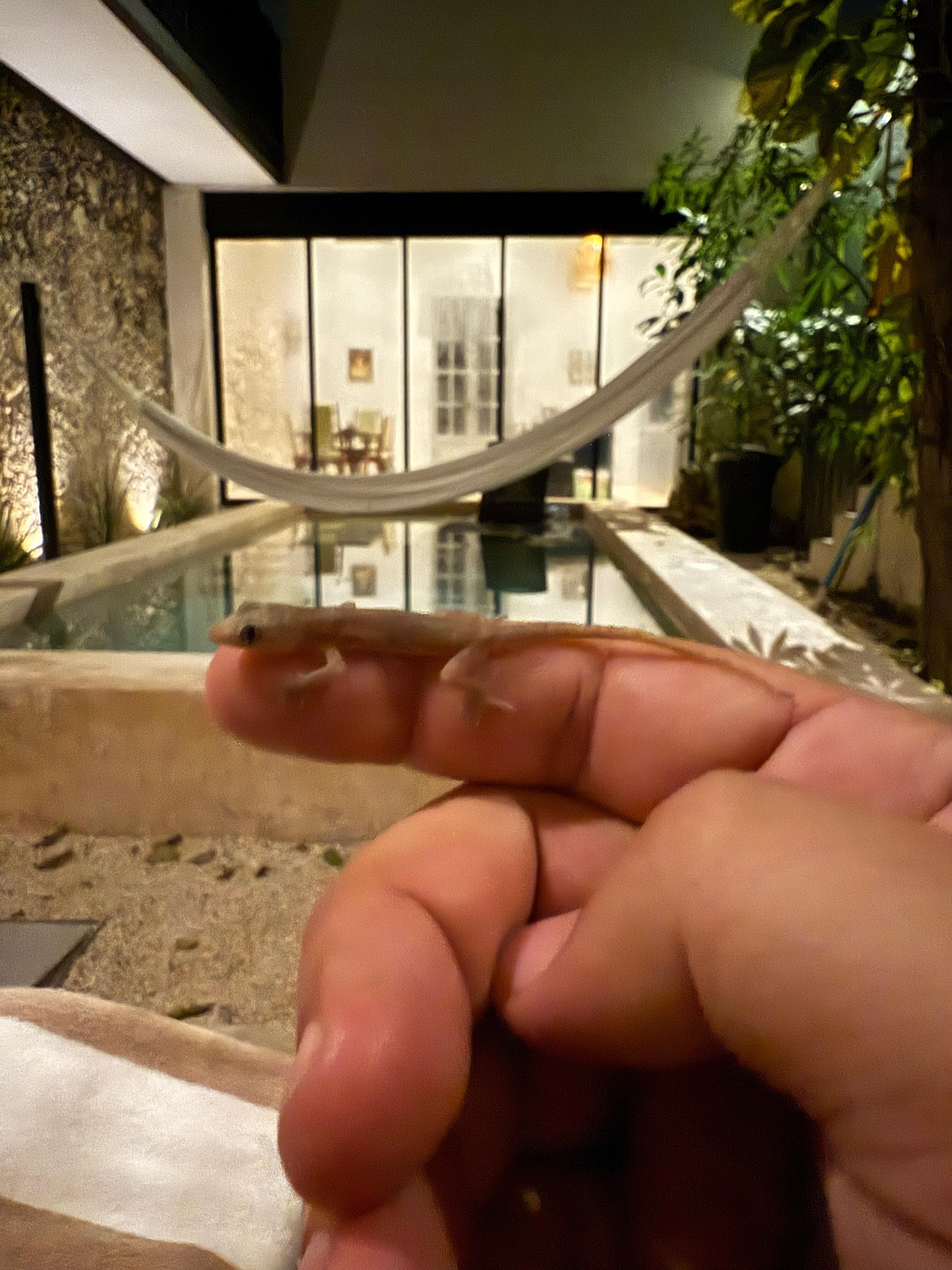 Friendly gecko at the pool selling me insurance. 