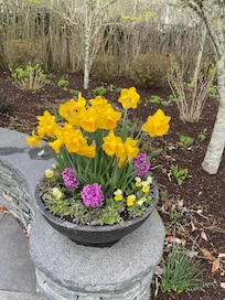 Daffodil Festival