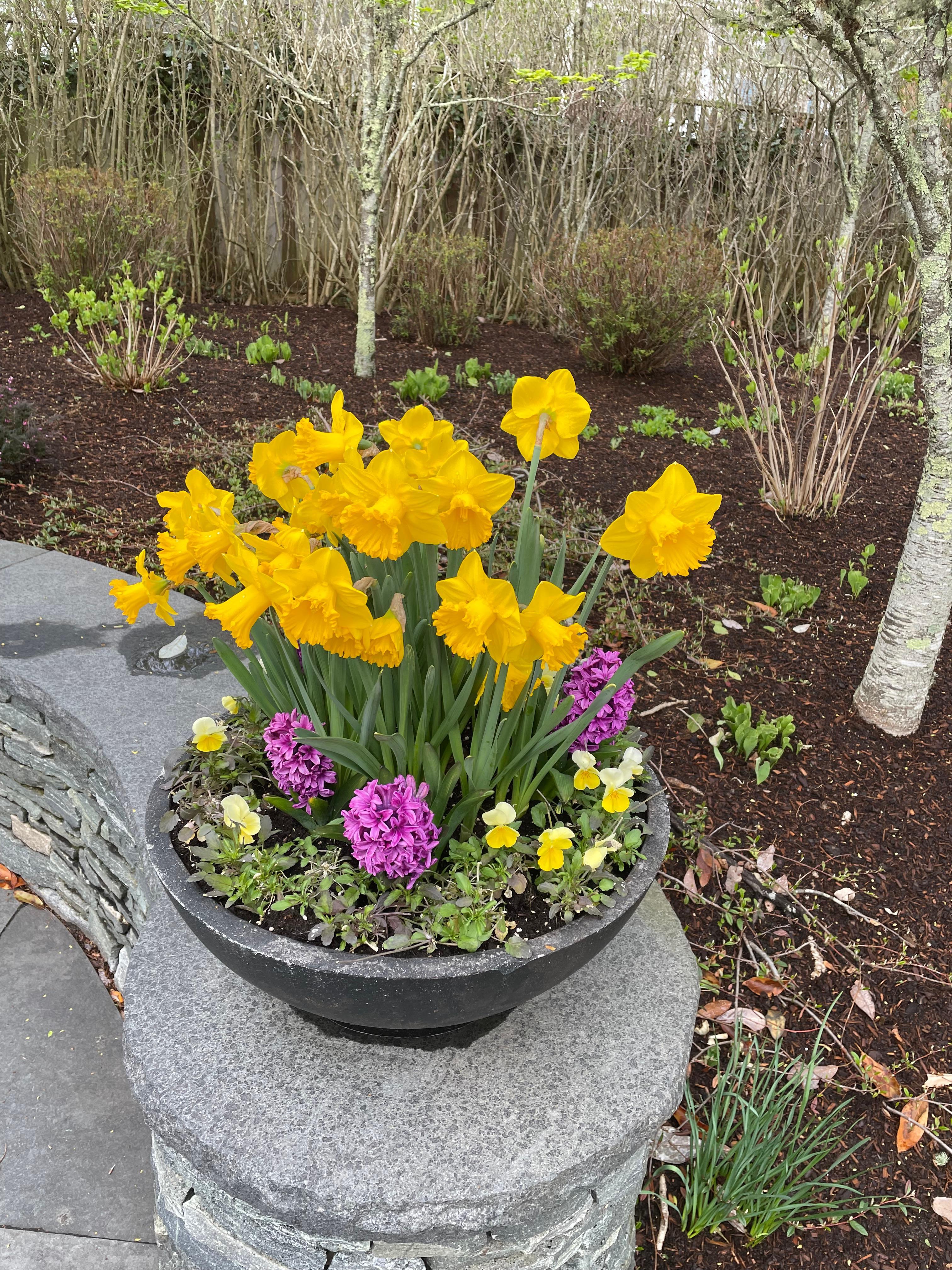 Daffodil Festival 