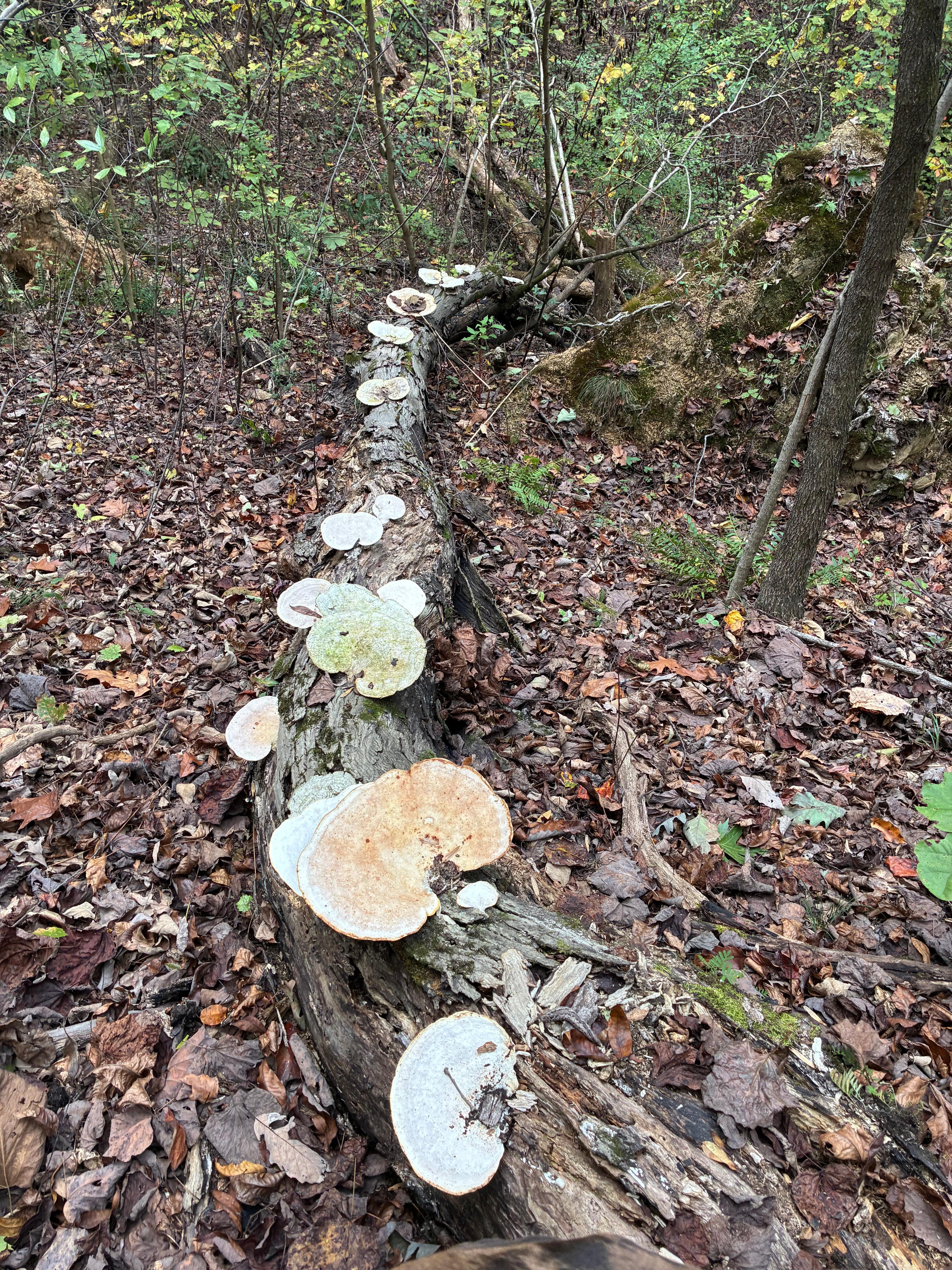 Beautiful mushrooms growing in the woods near the cabin. 
