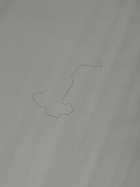 This (second) hair was there when we got the room and was there the next day after it had been âcleanedâ