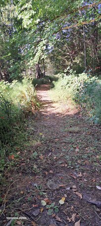 Path to beach