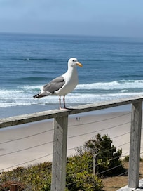 Resident seagull with view in background