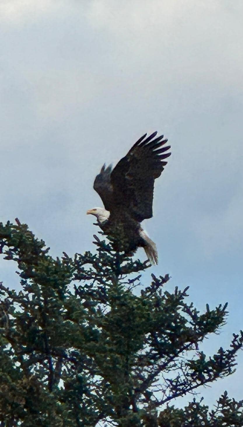 Bald eagle right outside our window.