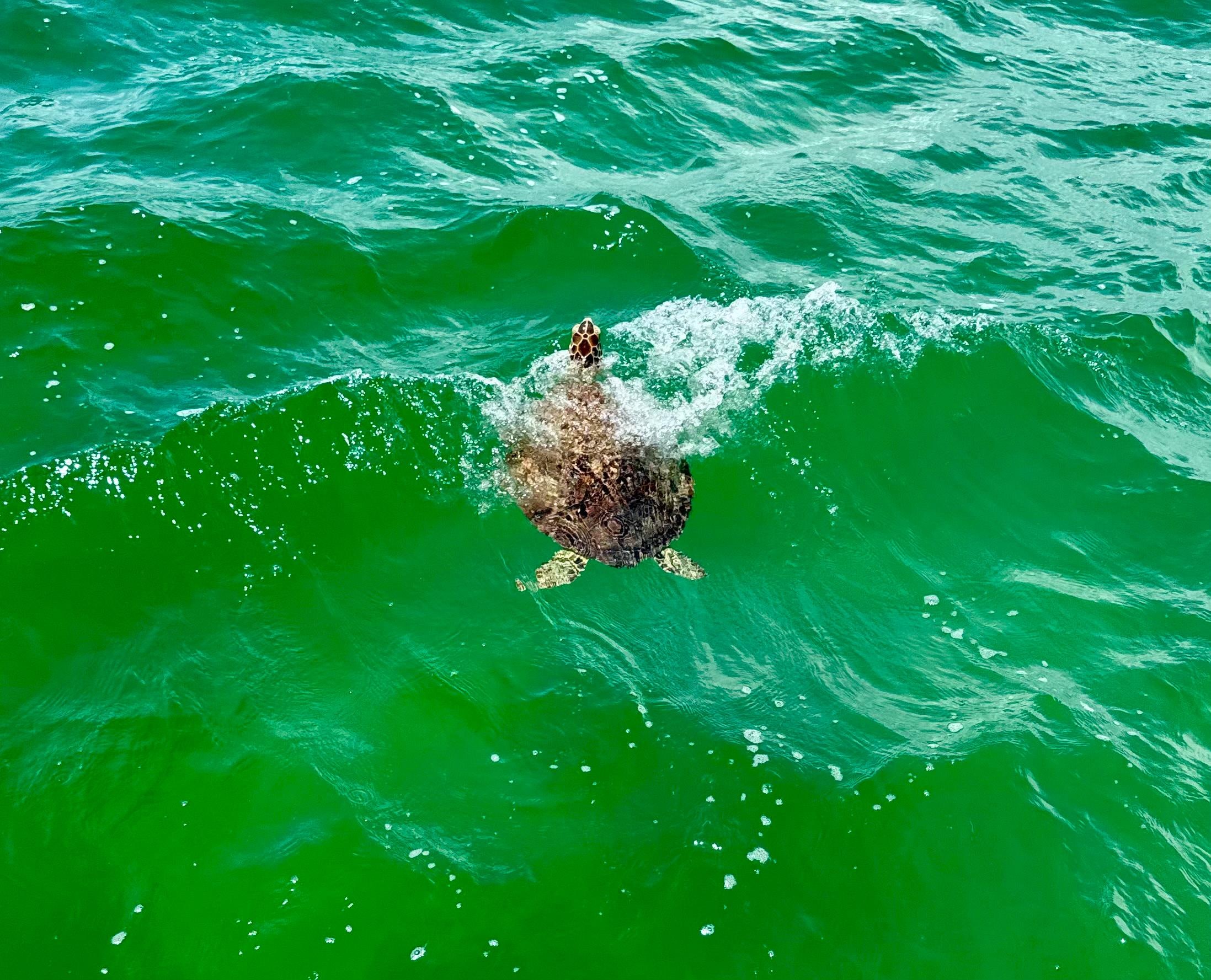 A sea turtle from our boat cruise. 