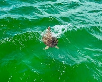 A sea turtle from our boat cruise.