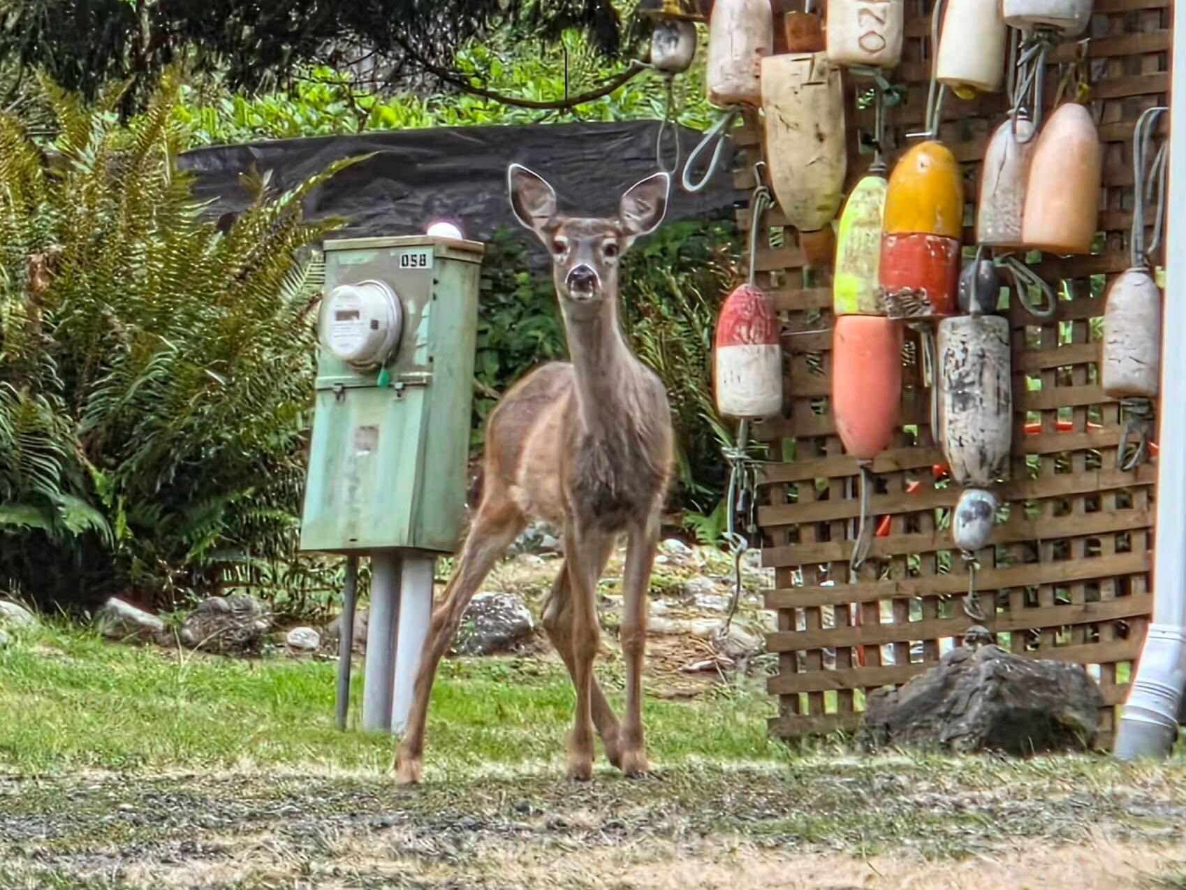 visitor to the yard.