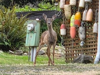visitor to the yard.