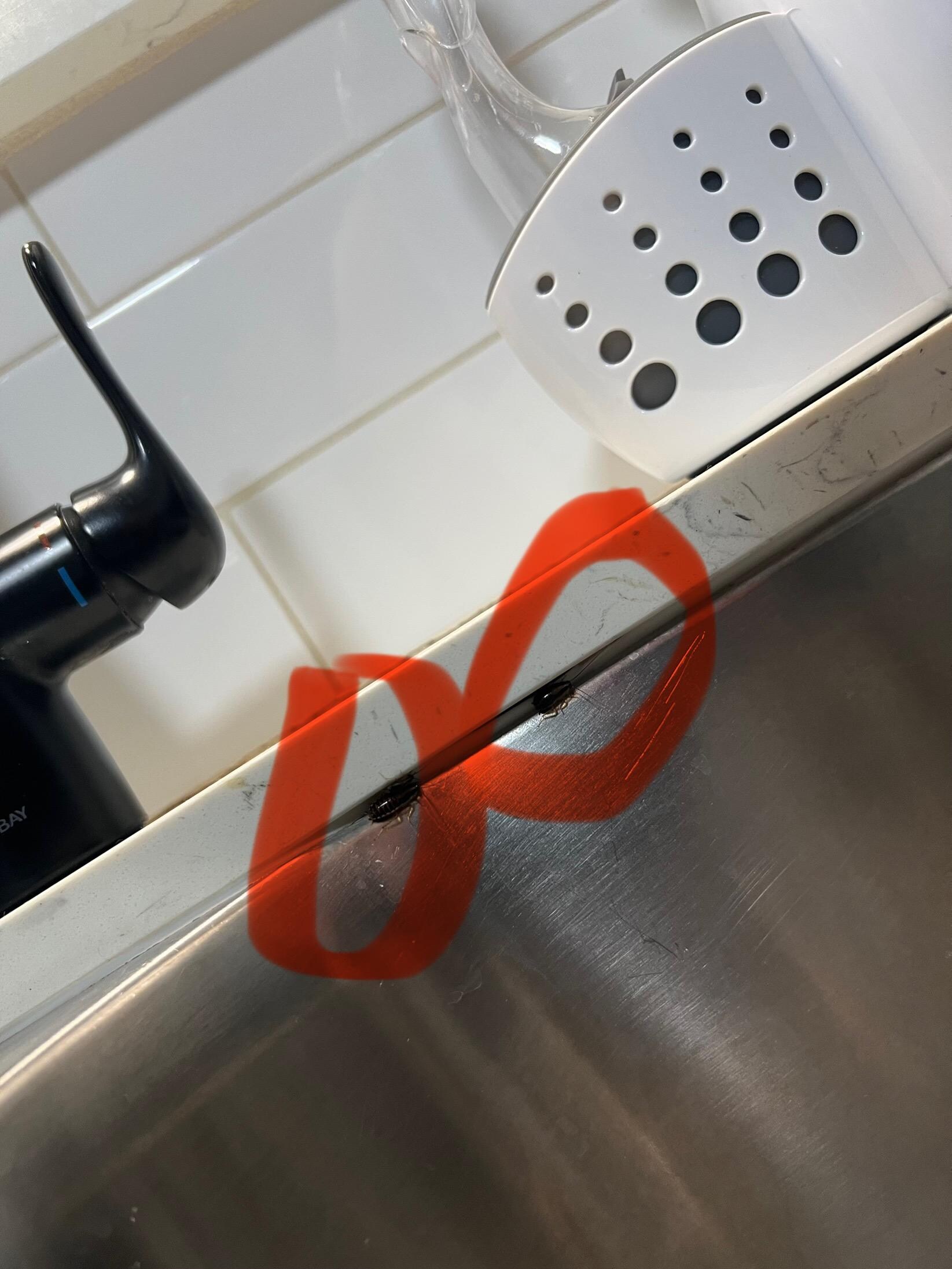 Roaches at kitchen sink