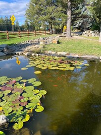 Koi pond