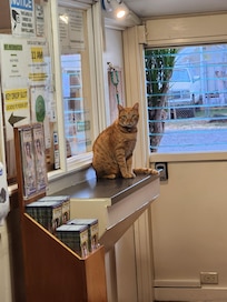 Resident hotel cat Mango was a huge hit with our children!